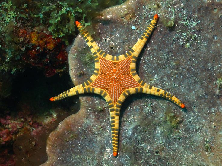 an orange and yellow starfish on some rocks