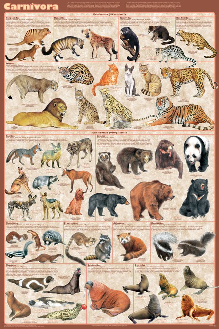 a poster with different types of animals on it's sides and the names of each animal