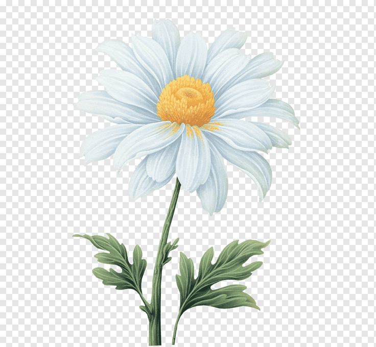 Transvaal Daisy, Daisy Flower Drawing, Common Daisy, Daisy Illustration, Daisy Watercolor, Daisy Drawing, Sunflower Watercolor Painting, Gerbera Flower, Gold Geometric Pattern