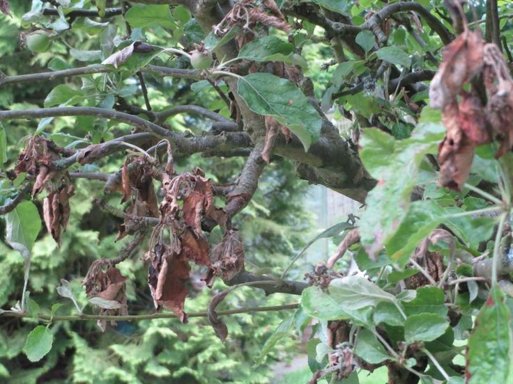 the leaves and branches of an apple tree are brown in color, with lots of fruit hanging from them