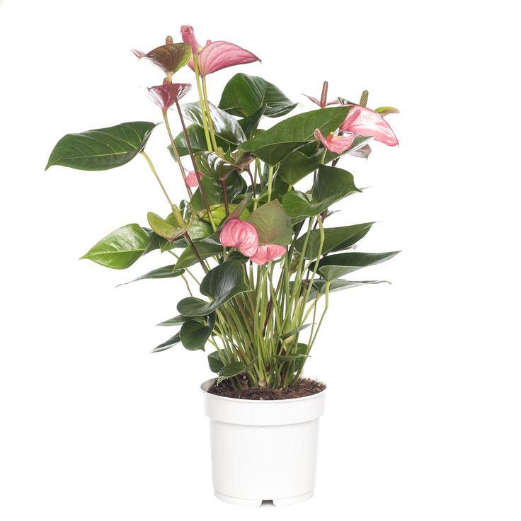 a potted plant with pink flowers and green leaves