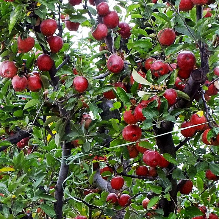 an apple tree filled with lots of red apples