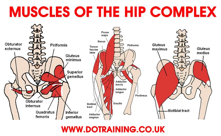 an image of the hip muscles and their corresponding parts to help you understand what they are doing