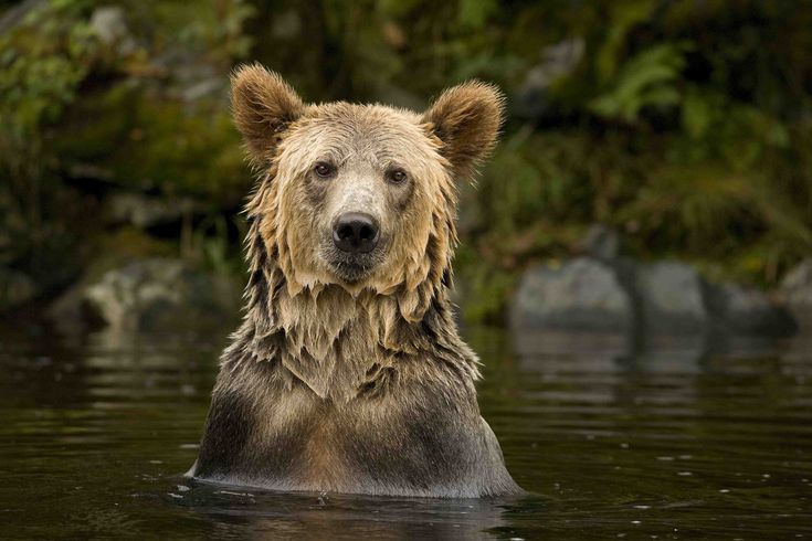 a wet brown bear swimming in the water