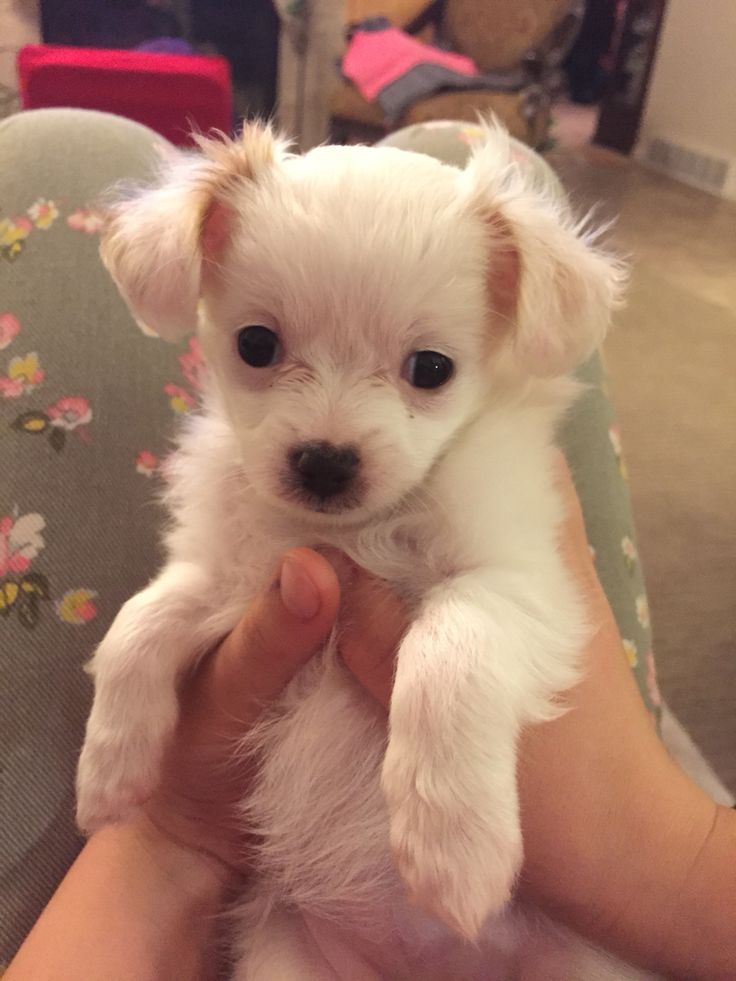 a person holding a small white dog in their hand and it's paw up to the camera