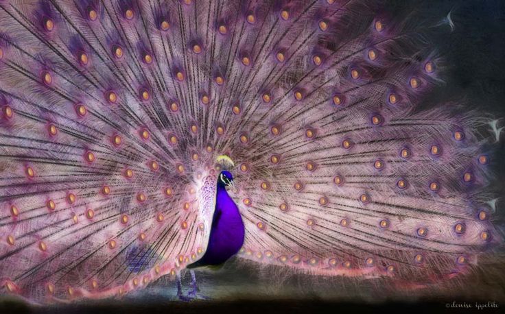 a peacock with its feathers spread out in front of it's back legs and tail