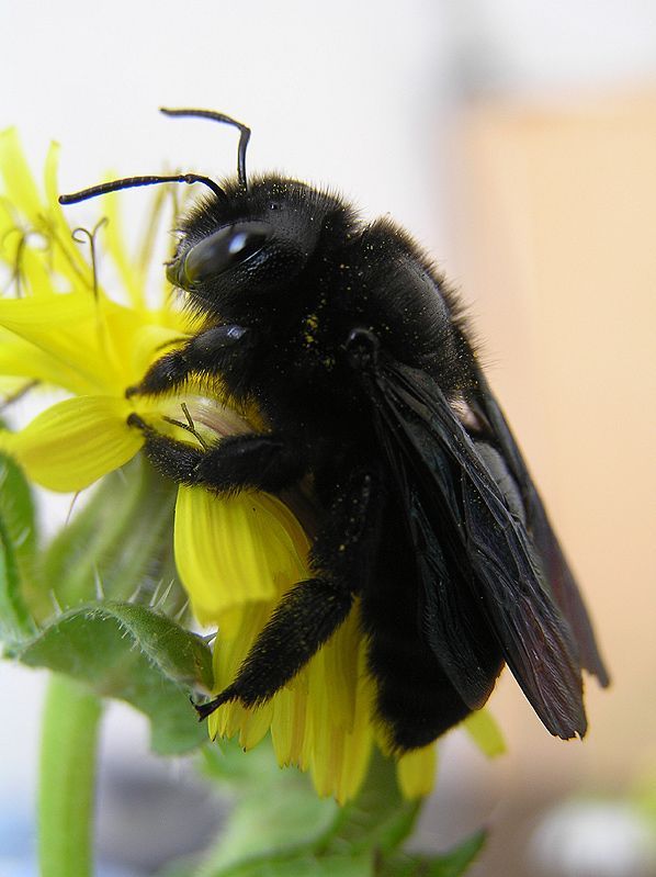 a bee sitting on top of a yellow flower