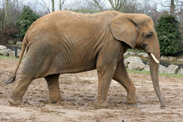 an elephant is walking in the dirt near rocks