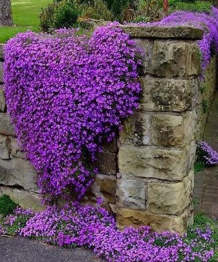 purple flowers growing on the side of a stone wall