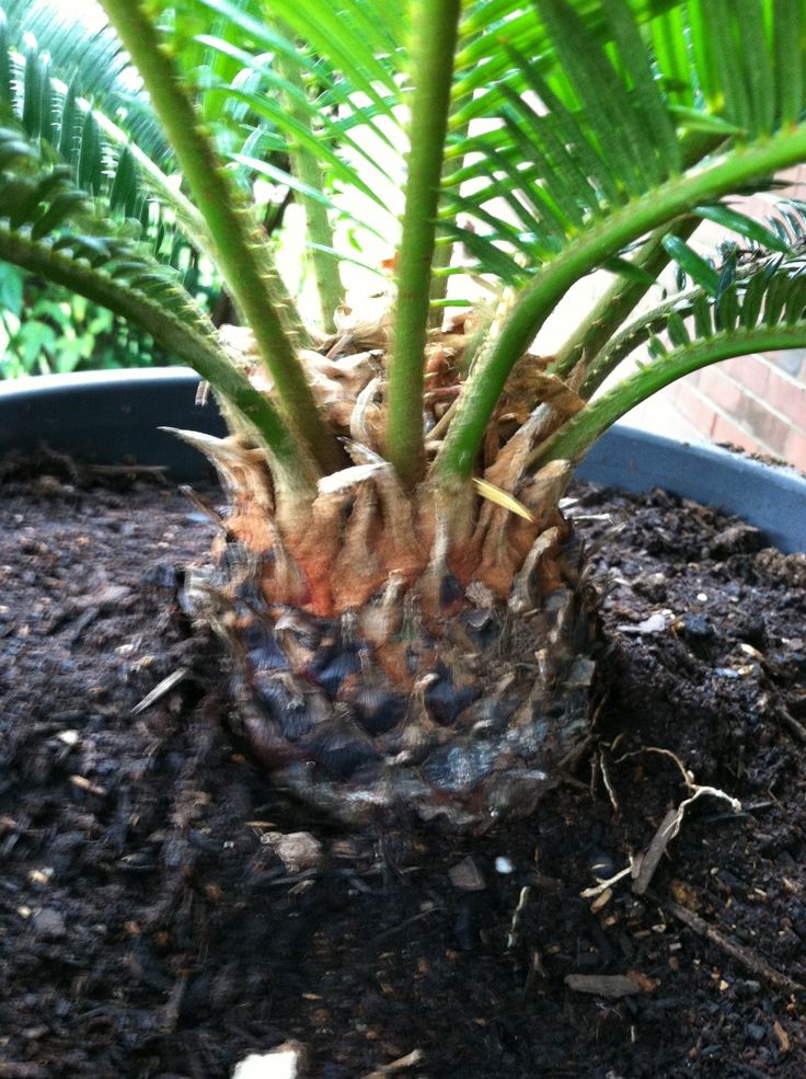 a close up of a potted plant with dirt on the ground in front of it