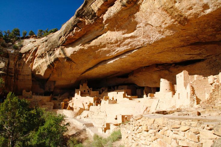 the cliff houses are built into the side of the rock face, with trees growing out of them