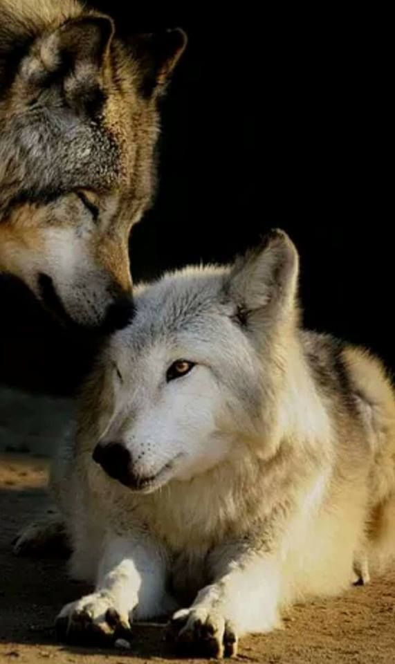 #Wolves/Wolfs Wolf kiss Photo: ©️️ Daniel Hernanz Wolf Love, Grey Wolf ...