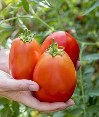 two tomatoes being held in the palm of someone's hand