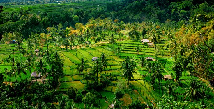 a lush green field with trees and mountains in the background