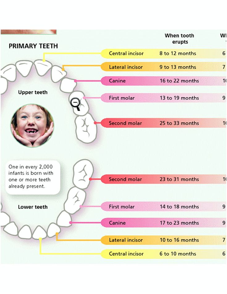 12+ Free Download Best Printable Teeth Chart for Your Baby Baby Teeth Chart, Teeth Numbers Chart, Teeth Growth Chart, Brushing Teeth Chart Free Printable, Lost Tooth Chart Printable Free, Kids Teeth Chart, Teeth Eruption Chart, Baby Tooth Chart, Teeth Eruption