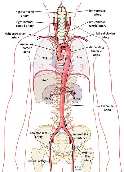 diagram of the human body and its major organs