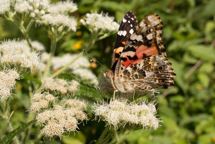 a close up of a butterfly on a flower