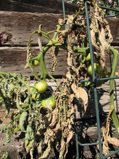 some green beans are growing on a plant in a fenced in area with wood planks