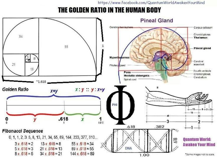 the golden ratio to the human body is shown in three different sections, including an occipitus