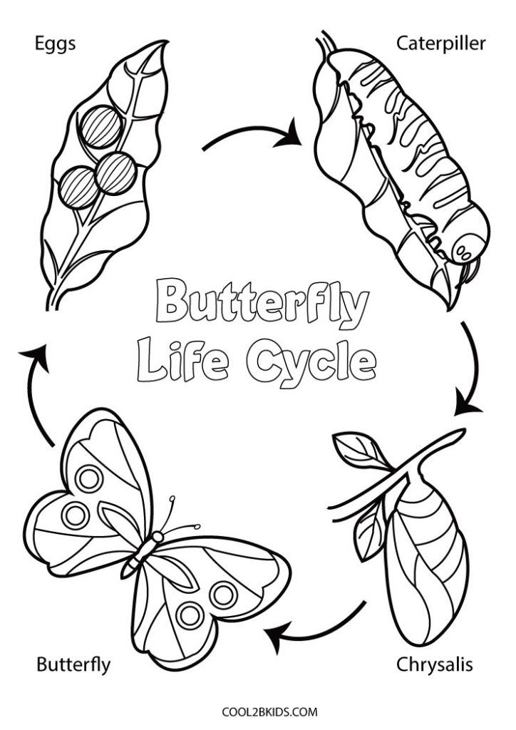 the butterfly life cycle is shown in black and white