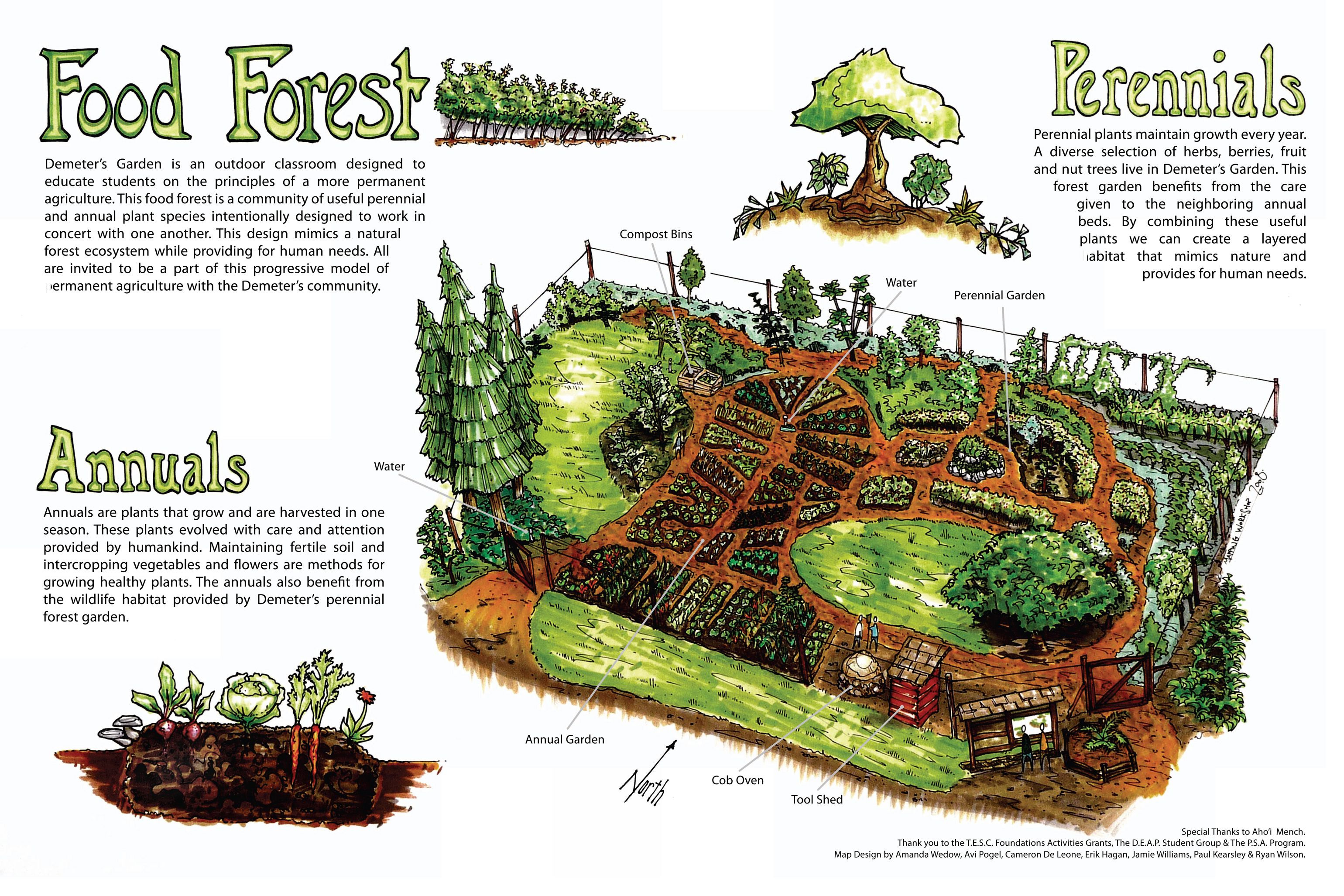 Food Forest Garden, Food Garden, Edible Garden, Garden Ideas, Tree ...