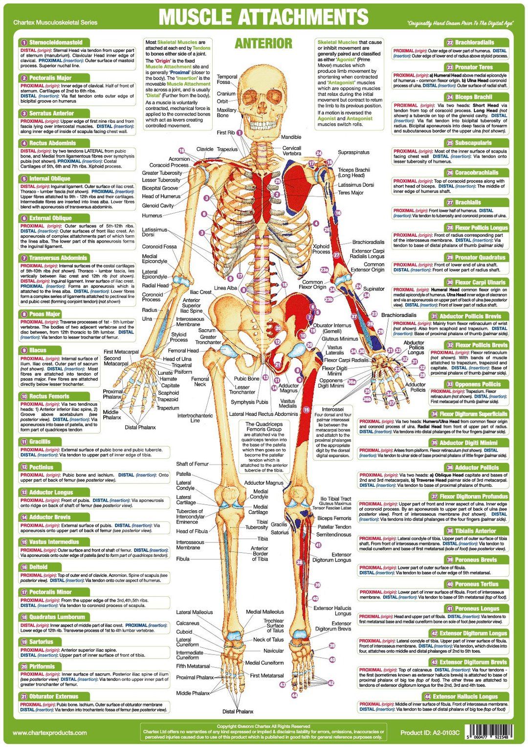 Muscle Anatomy Charts unique technical charts illustrating Muscle ...