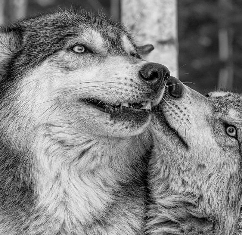 two wolfs are playing with each other in black and white color scheme