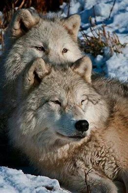 Gray Wolves--Wolf Angels Shared Better Than Words Photo Wolf Photos ...