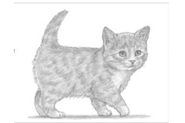 How to draw a Kitten Face, Cute, Easy, Cat from Kids Kitten drawing