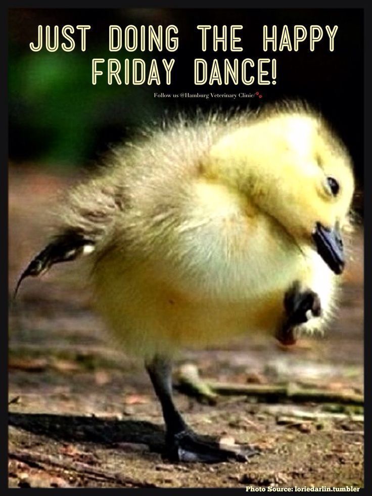 Have A Fabulous Friday! Weekend Quotes, Its Friday Quotes, Friday Humor ...