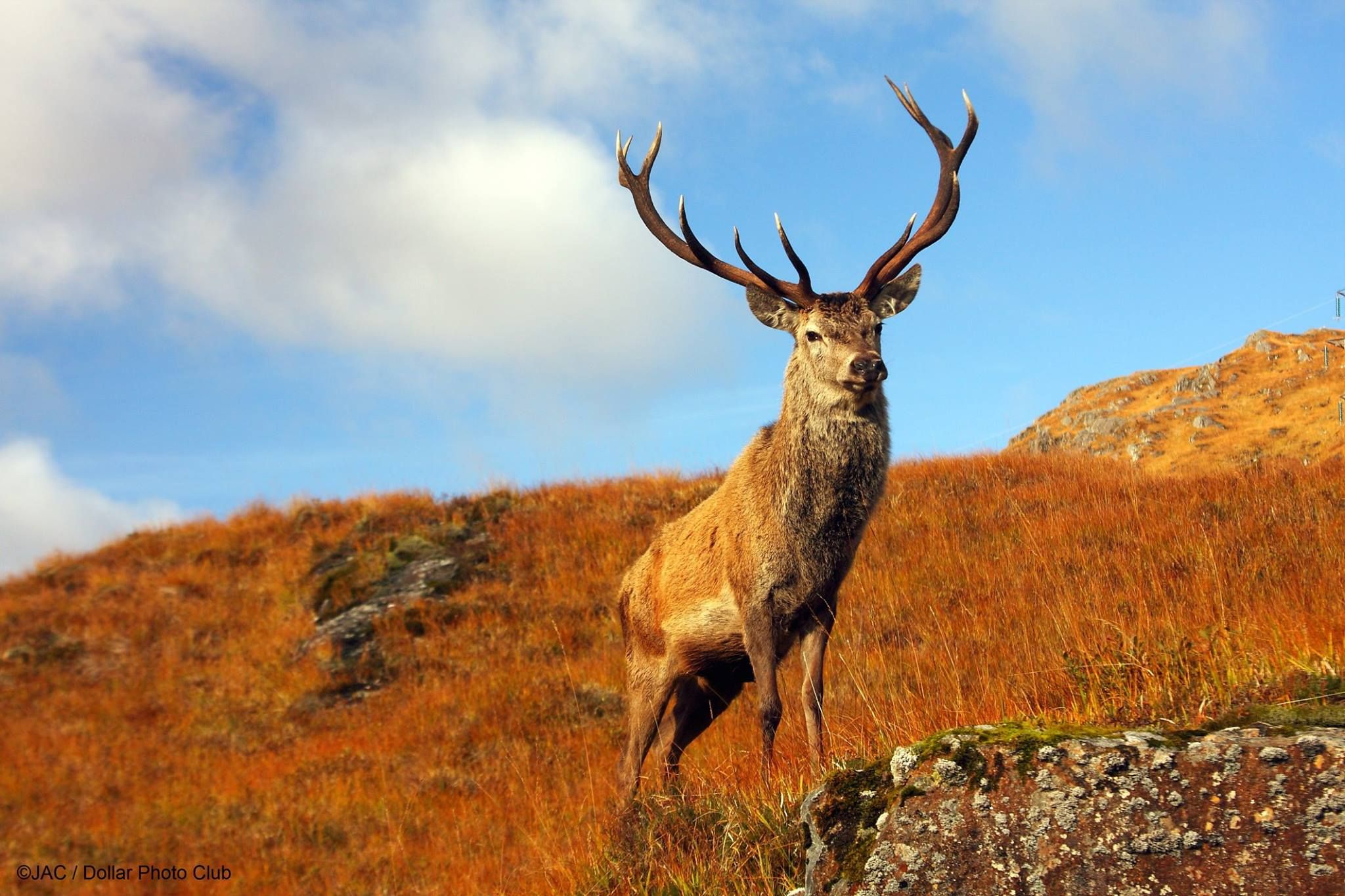 Animals That Migrate In Autumn Uk