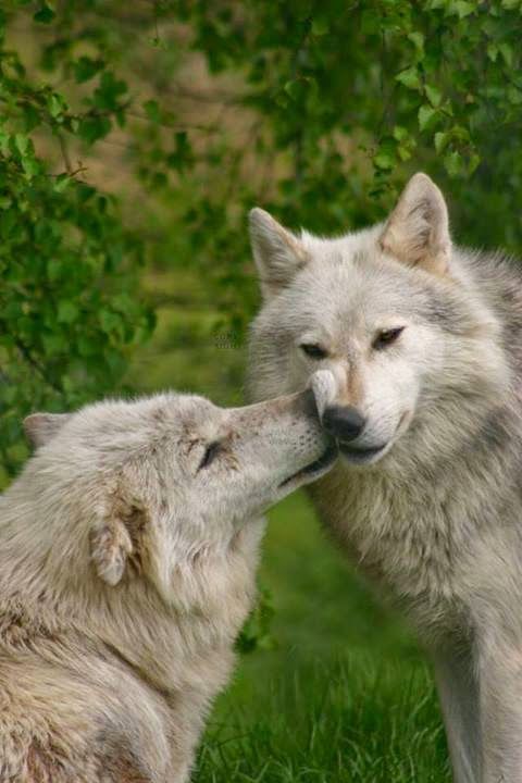 30 Pictures That Will Make You Fall In Love With Wolves | Wolf dog ...