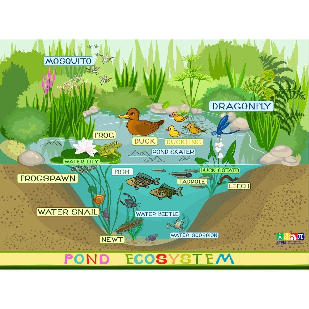 Pond Ecosystem Diagram For Kids