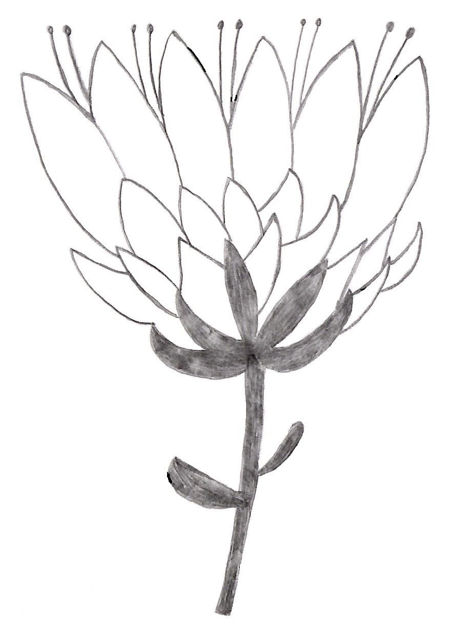 A Drawing Of A Flower On A White Background