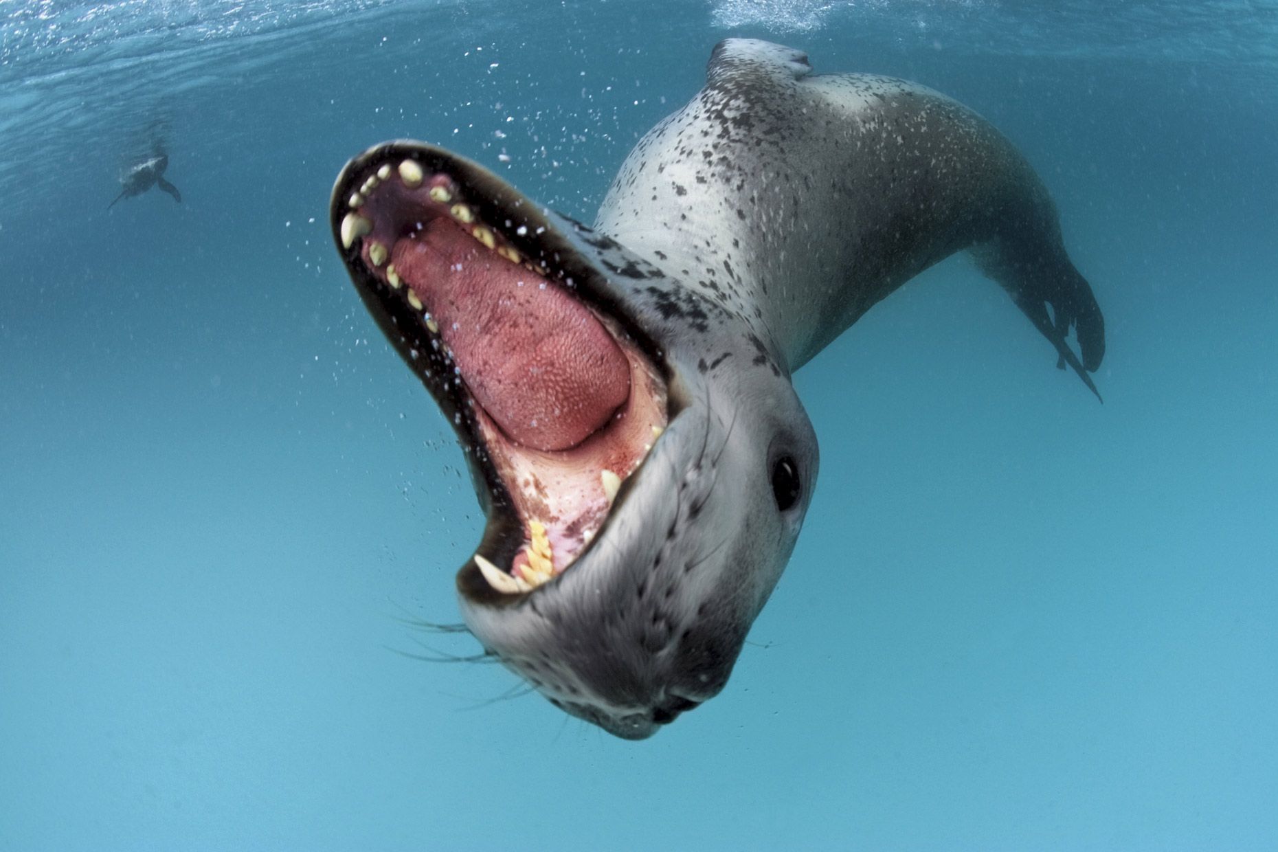 Sea leopard, Antarctic Peninsula. (Photo by Paul Nicklen) National ...