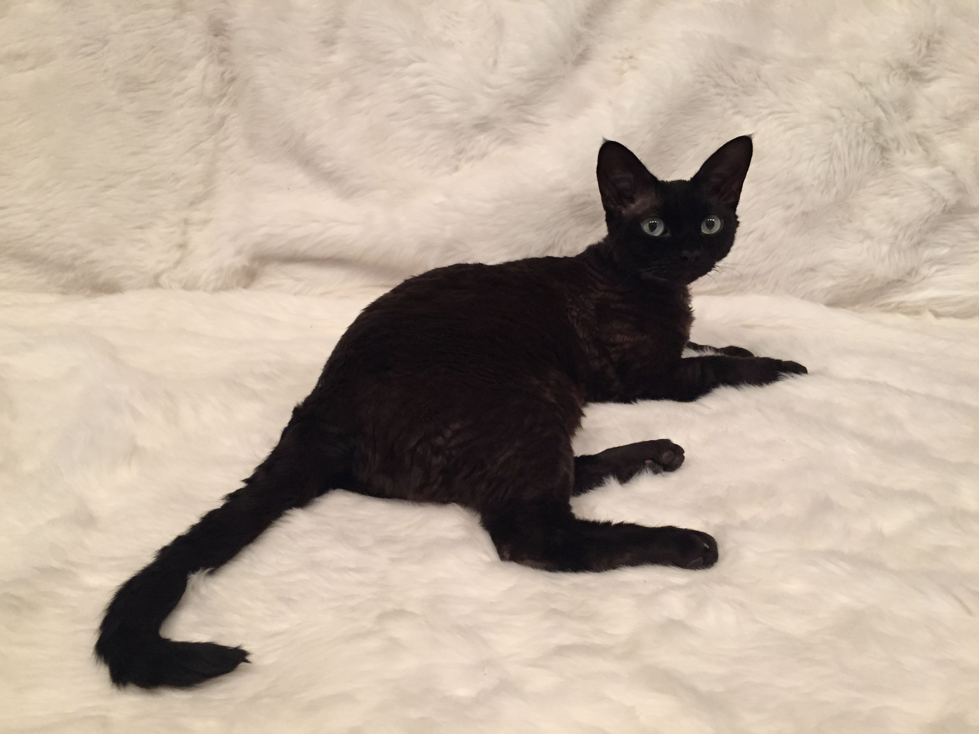  Black  Devon  Rex  cat