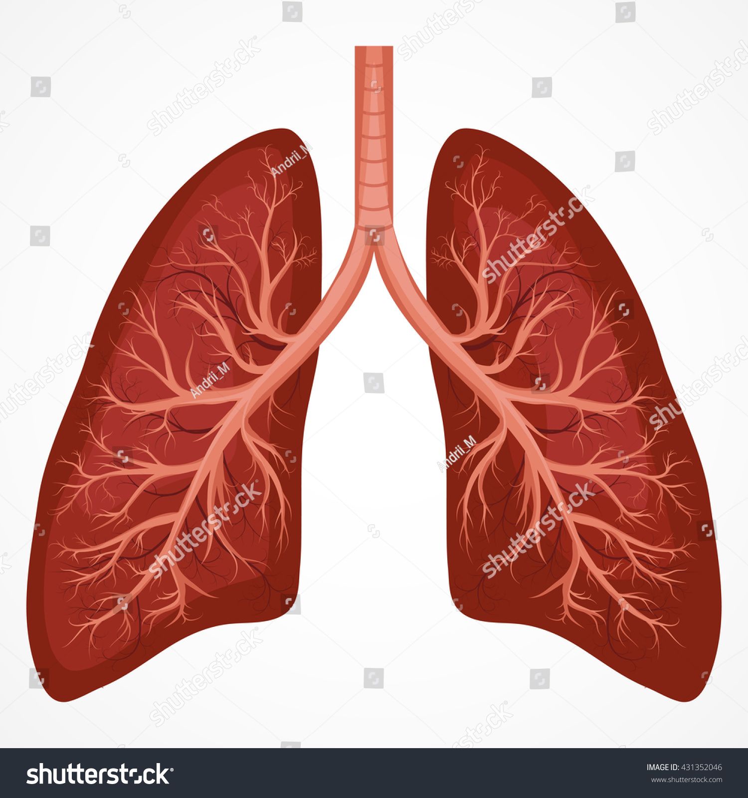 Human Body Organ System, Human Organ, Human Body Organs, Human Lungs ...