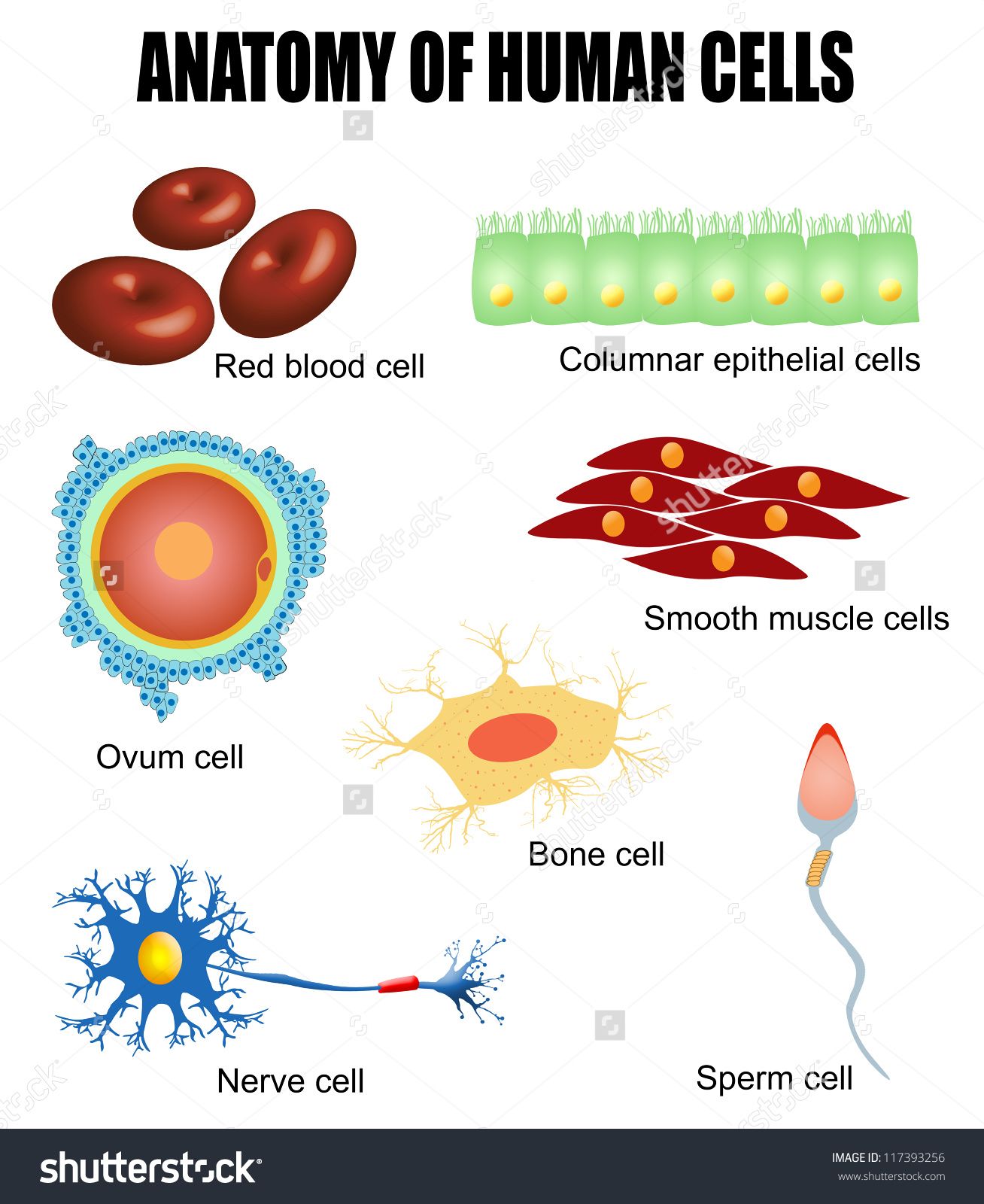 Biology Cells Clipart In Biology