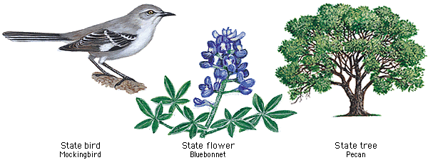 Texas State Bird Flower and Tree | State birds, Bird, Texas