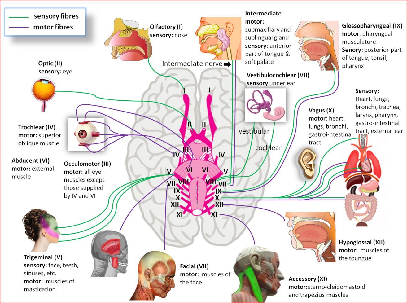 Pares Craneales Nerve Anatomy Cranial Nerves Anatomy Anatomy And ...