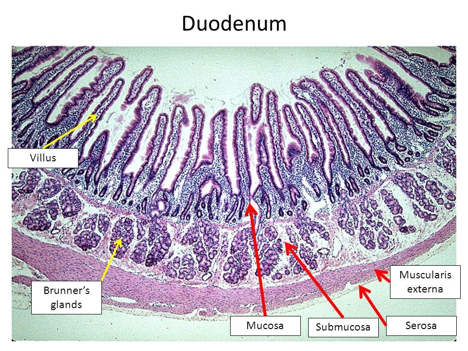 Duodenum Histology Diagram