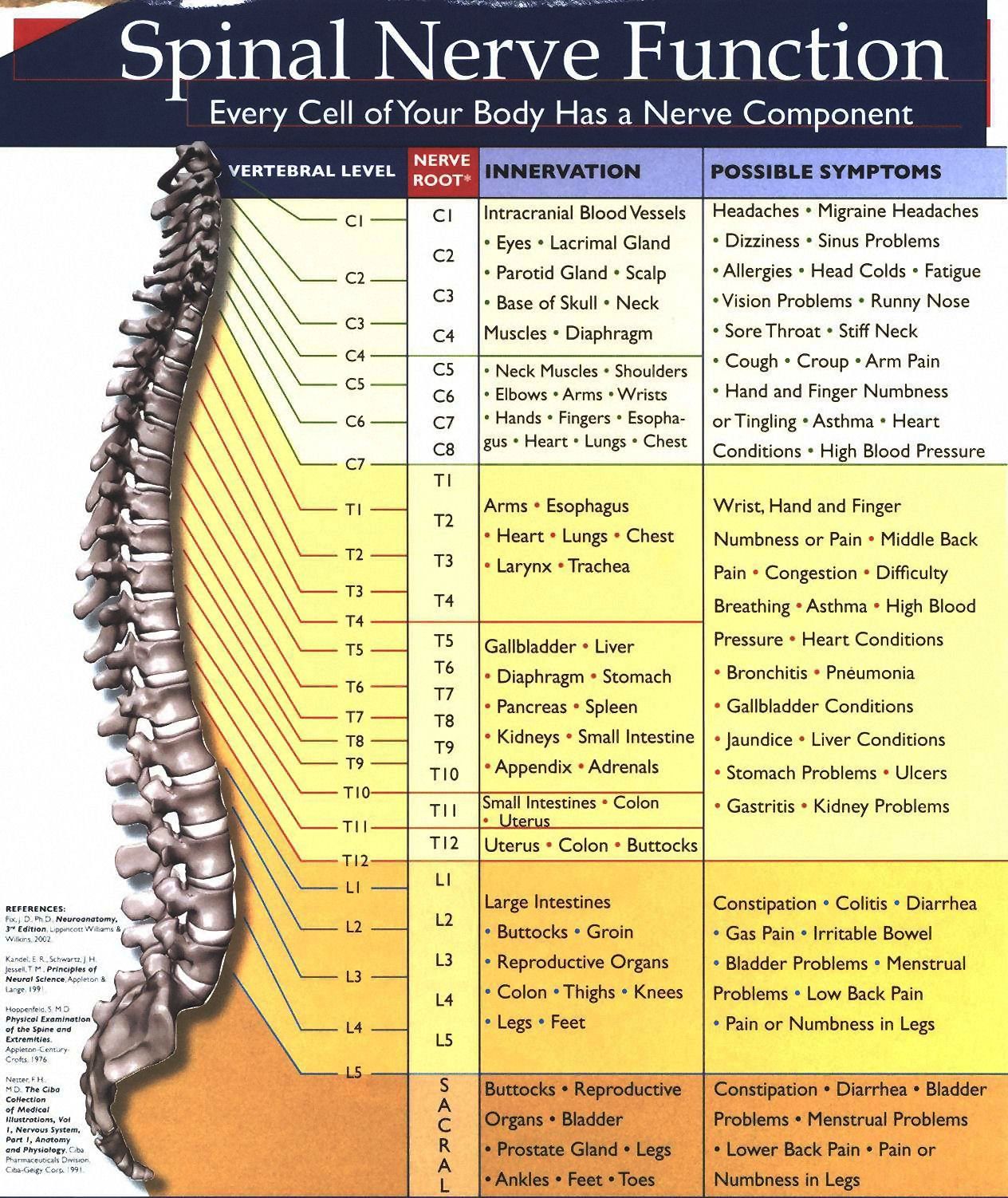 Chart Of Nerves In Back