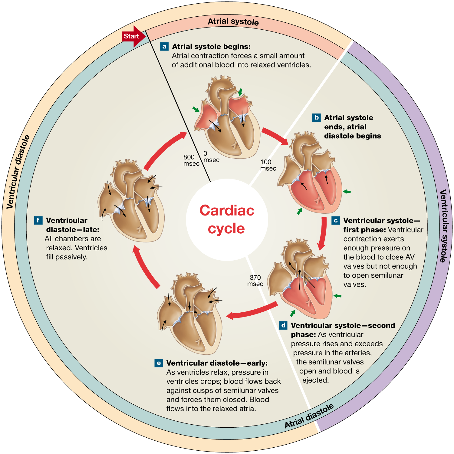 Cardiac Cycle Flow Chart