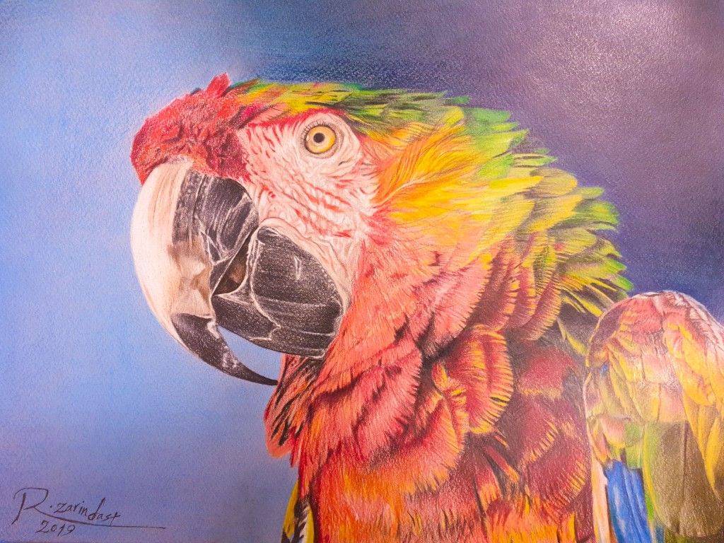 Parrot | Colored pencil techniques, Colored pencils, Drawings