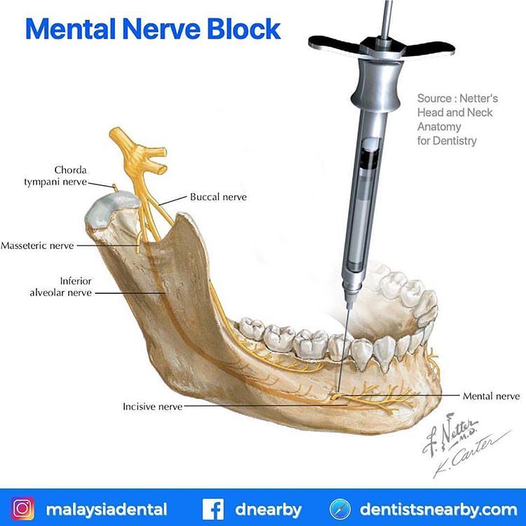 Long Buccal Nerve Anatomy