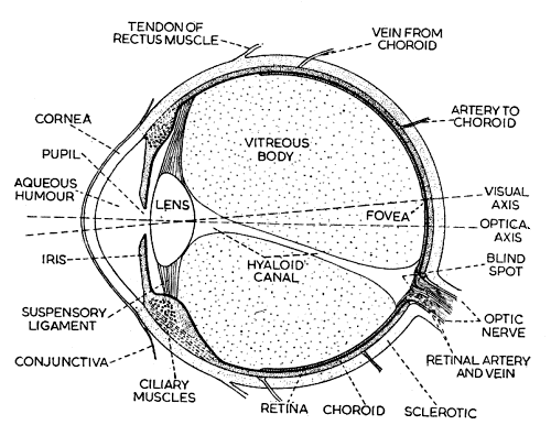 The Human Eye. from Animal Biology, Grove and Newell, 1950. | Eye ...