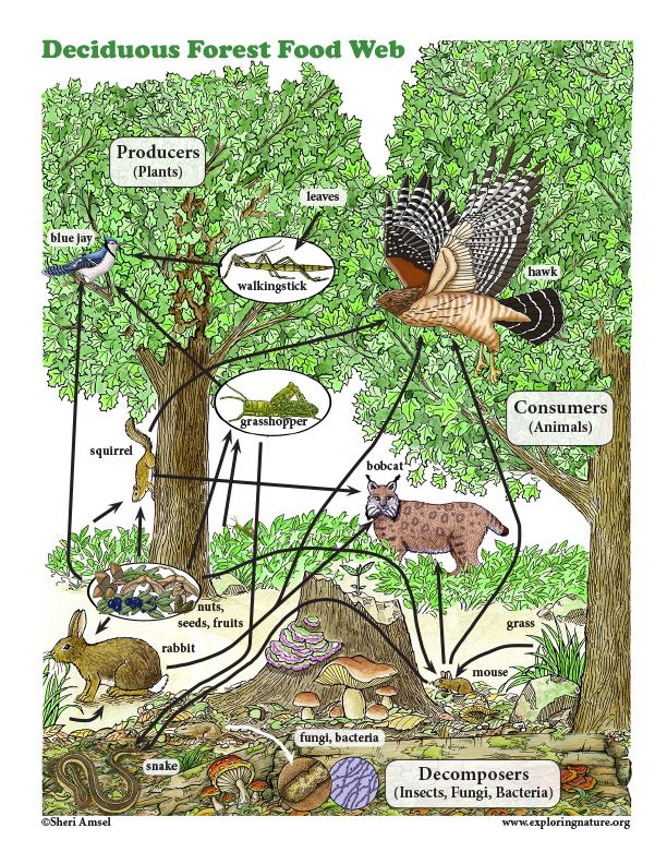 Learn about Food Webs on Exploringnature.org | Food web, Science ...