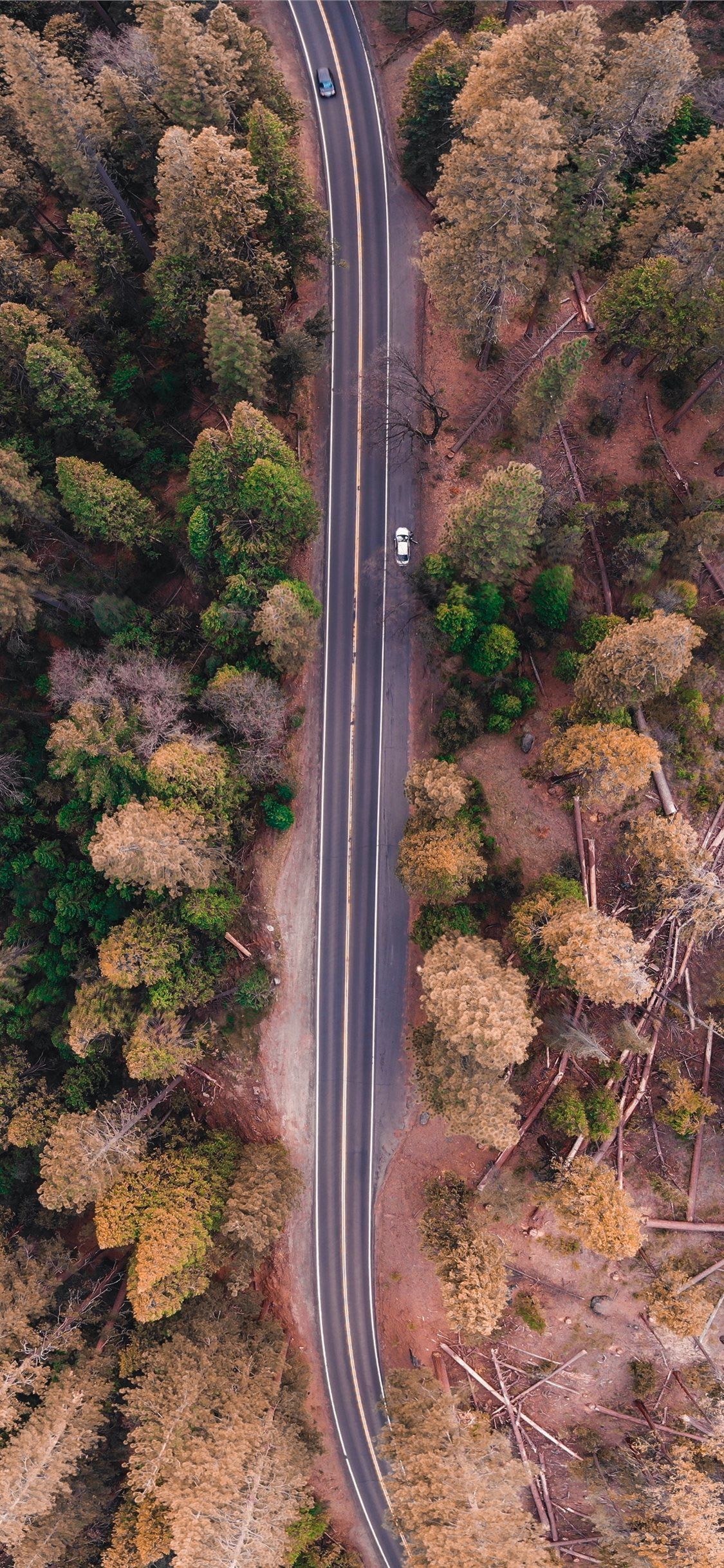 bird's eye view photo of road in the middle of for... | Landscape ...