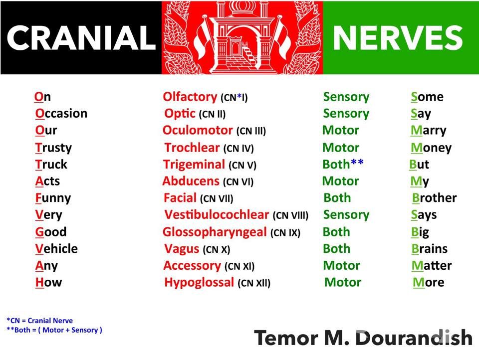 Cranial Nerves Mnemonic Cranial Nerves Nursing Mnemonics | My XXX Hot Girl