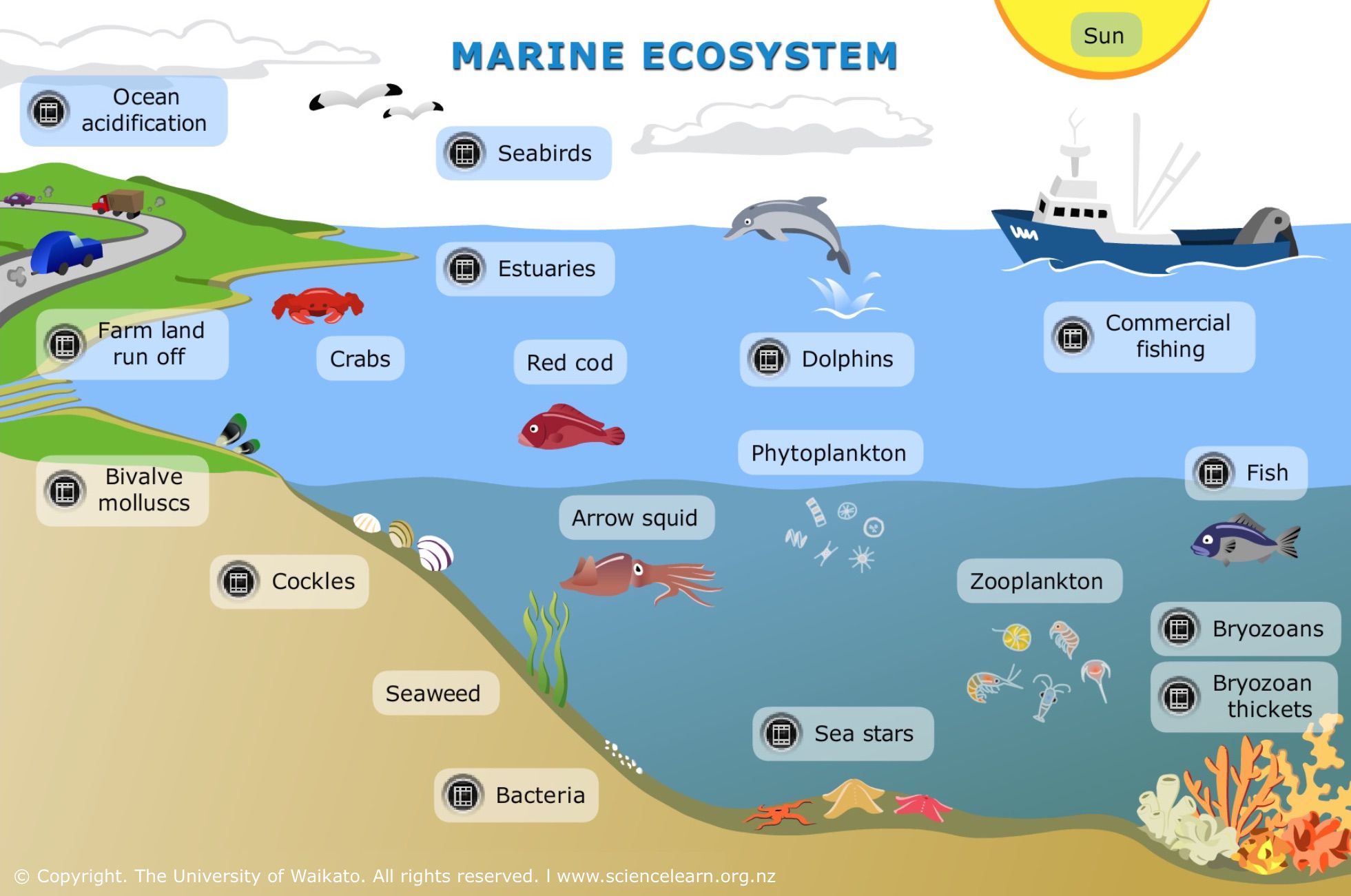 Pacific Ocean Ecosystem Food Web